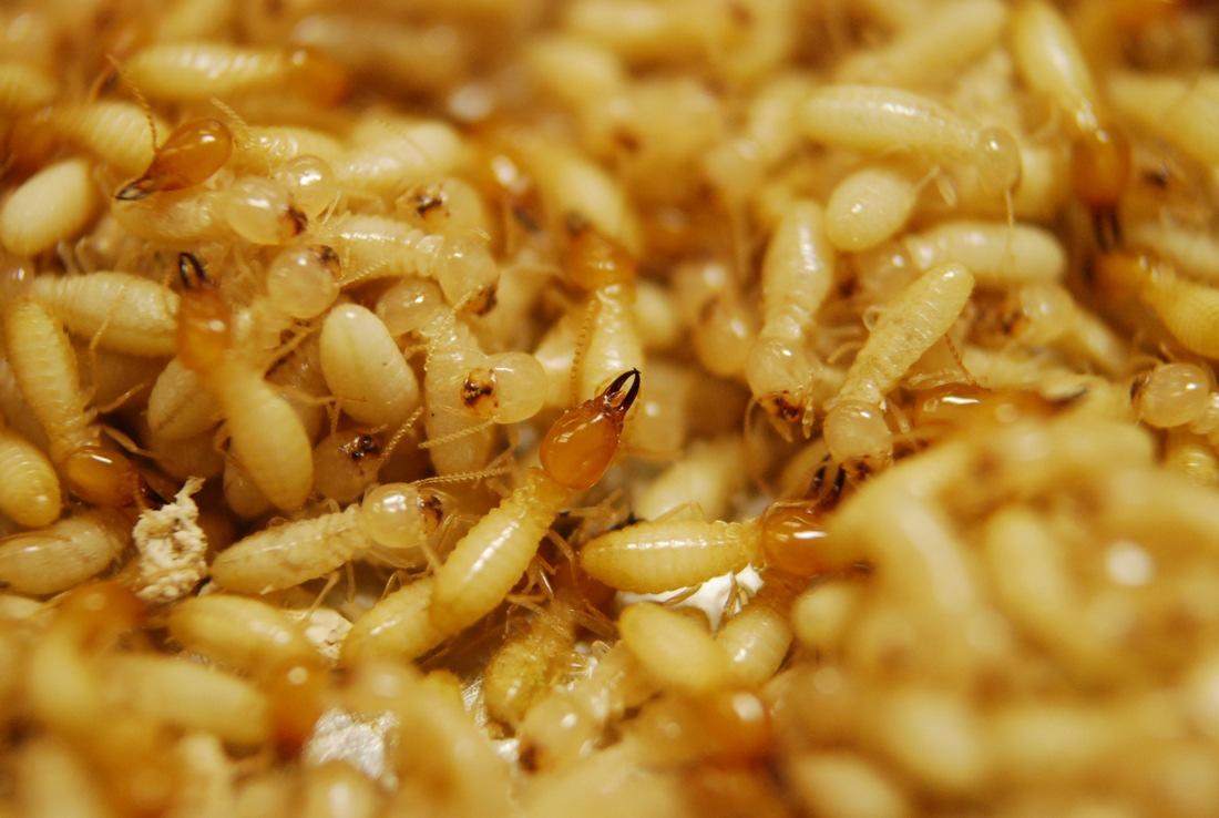 白蚁与蚂蚁的区别-深圳白蚁防治公司