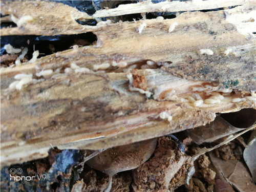 白蚁为什么喜欢吃木头？ -松岗白蚁防治公司，松岗区灭除白蚁