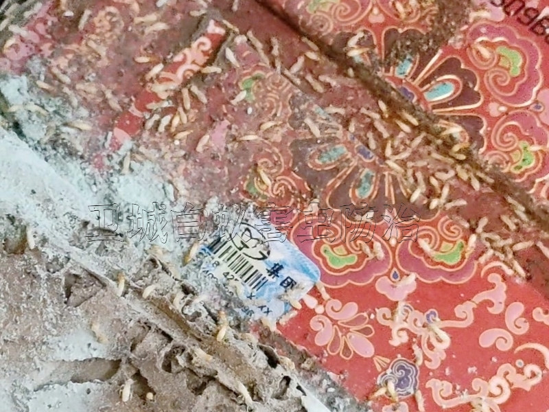 ڰϷɱϹ˾|ɱΰ